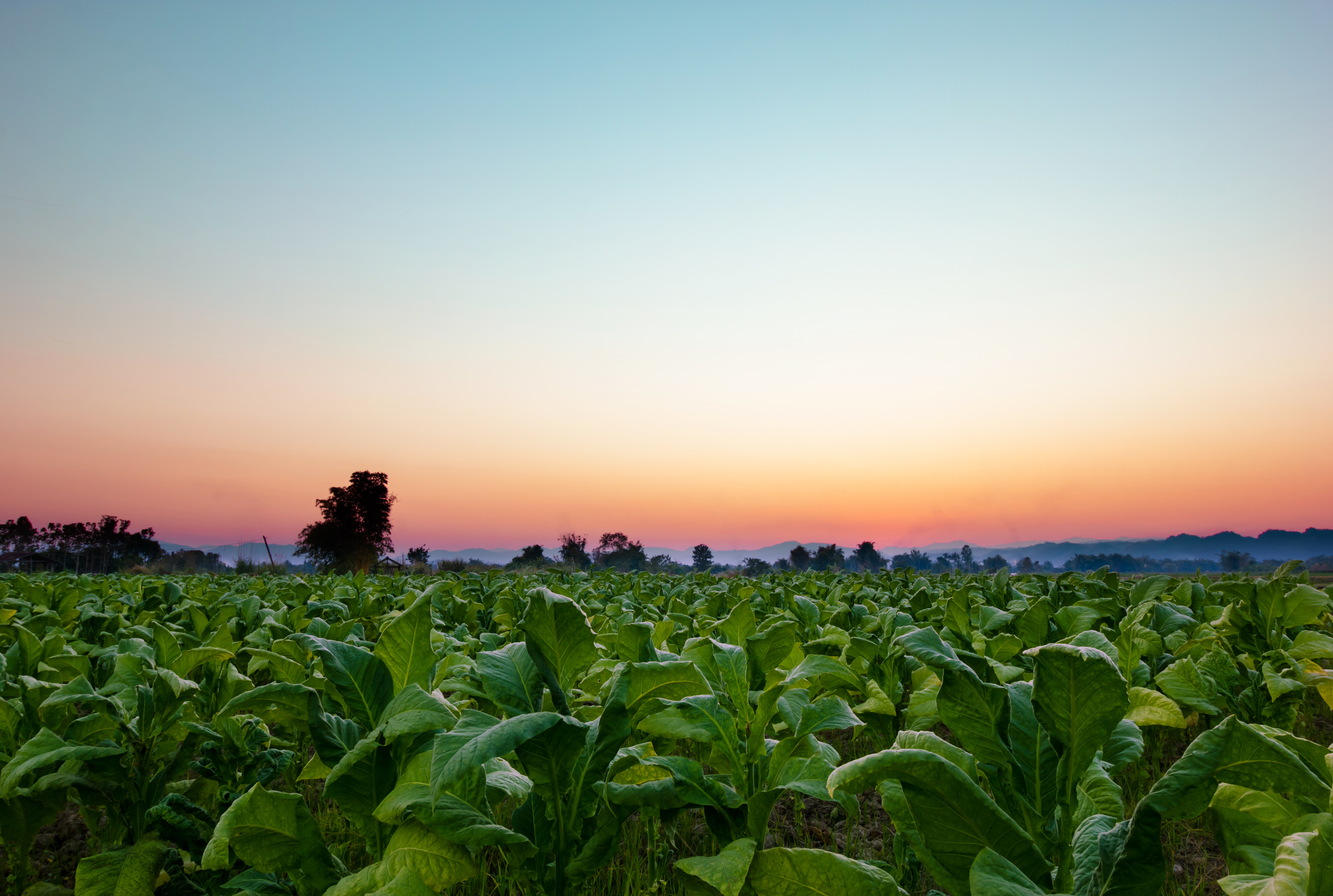 tobacco farm